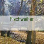 Fischweiher